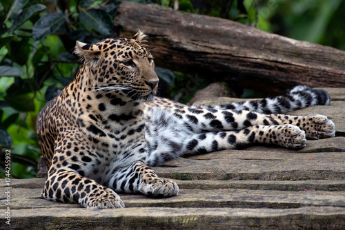 Close-up portrait of a Javan Leopard, Javan leopard resting ,portrait of a Javanese leopard resting