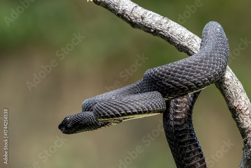 Mangrove pit viper in attacking position, close up photo of a mangrove pit viper