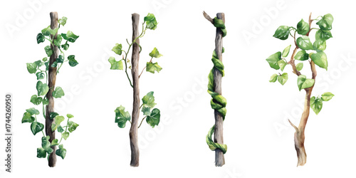 Green creeper vines leaves climbing wrapped trees trunks branches watercolor set isolated on transparent background