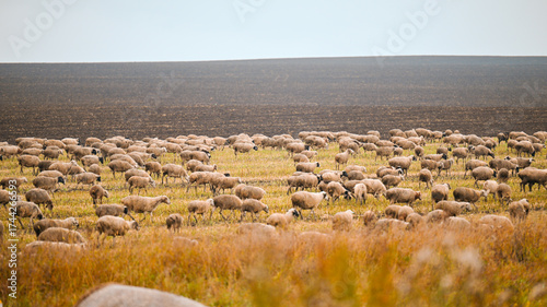 flock of sheep in winter