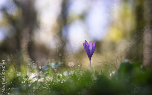 Purple autumn crocus flower in forest. Selective focus and shallow depth of field.
