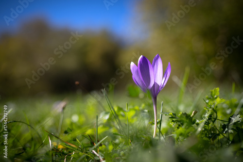 Purple autumn crocus flower in the grass with blur background
