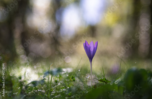 Purple autumn crocus flower in forest. Selective focus and shallow depth of field.
