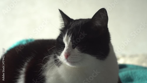 Cat lying on the bed