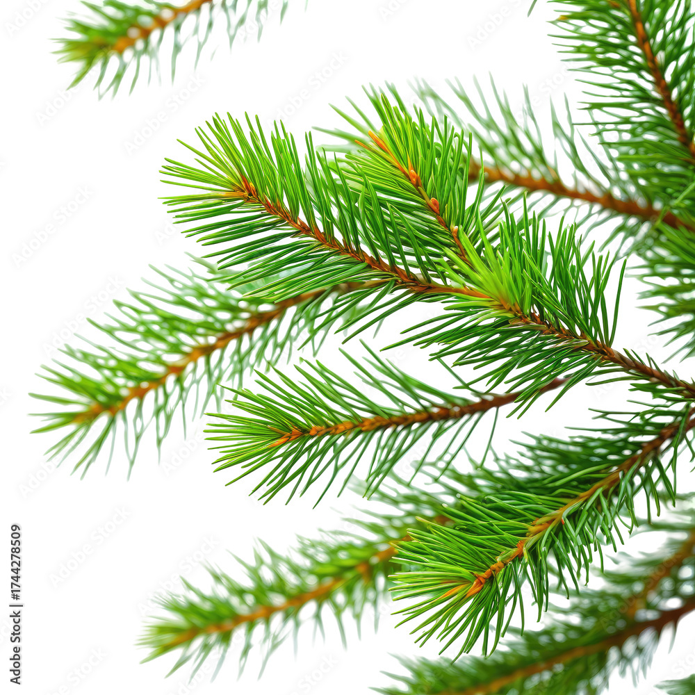 Obraz premium Close-up of vibrant green fir tree branches against black background