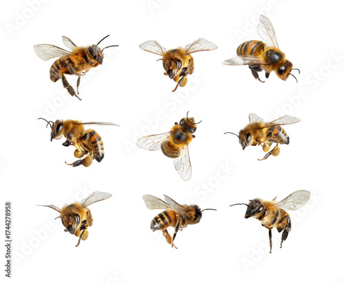 Set of flying honey bees with pollen isolated on transparent background.