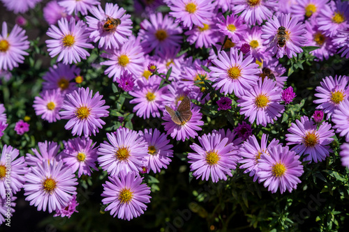 Bushy pink aster flower bed in the garden in autumn.