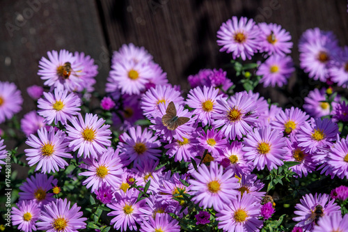 Bushy pink aster flower bed in the garden in autumn.