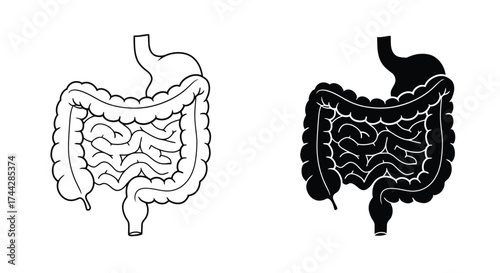 Detailed illustration of the human digestive system stomach and intestines shown