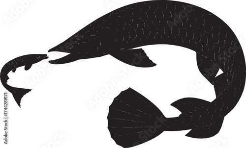 Large fish hunting small fish textured silhouette isolated on transparent background