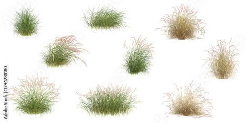 Panicum,Pennisetum Grass isolated on transparent  background