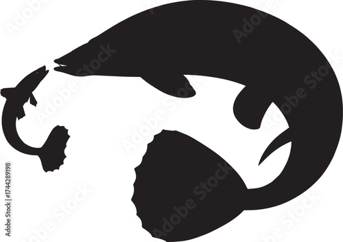 Large fish hunting small fish silhouette isolated on transparent background