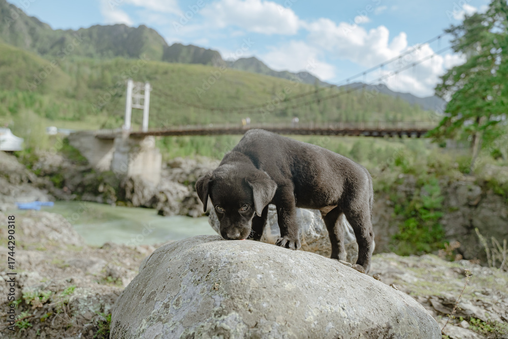 Fototapeta premium A Labrador puppy shows curiosity in nature