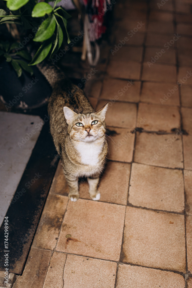 Obraz premium A Charming Tabby Cat Stands Attentively in a Cozy Indoor Space Surrounded by Lush Greenery and Tiled Flooring, Capturing the Heart of Every Animal Lover Who Sees This Image.