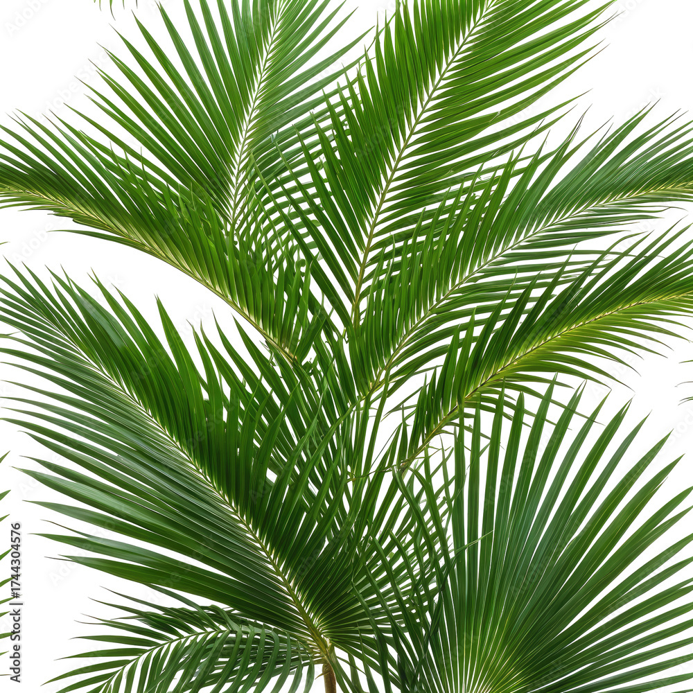 Fototapeta premium Detailed close-up of vibrant green palm fronds against black background