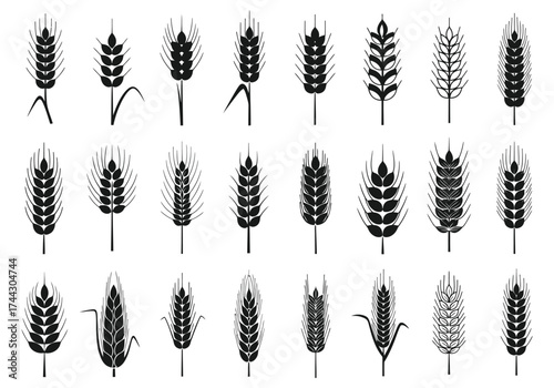 Diverse wheat stalks collection botanical art scientific study agricultural harvest detailed depictions vector