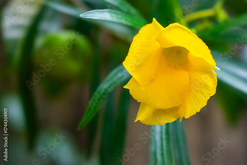 Beautiful yellow flower with green background