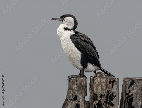 Australian pied cormorant on a disused wood column at the end of the Tanker Jetty in Esperance, Western Australia, Australia