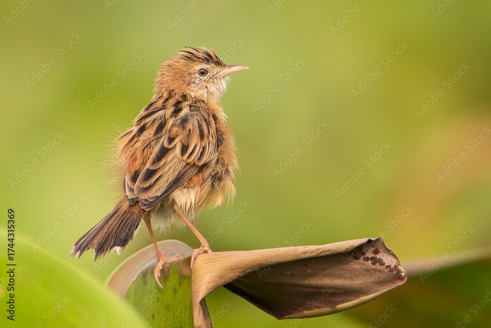 Fototapeta premium Zitting Cisticola