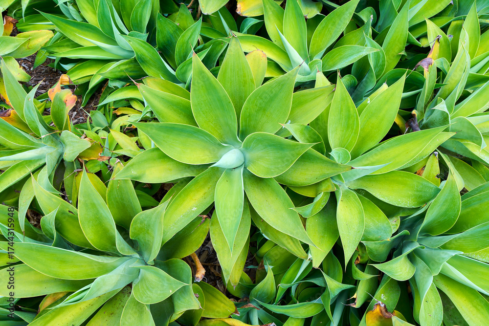 Obraz premium Close-up view of lush green agave plants with thick, pointed leaves forming a beautiful natural pattern. Tropical succulents growing in a landscaped garden under soft daylight.