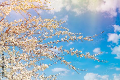 Thin tree branches with blooming white flowers against the background of a bright blue sky.