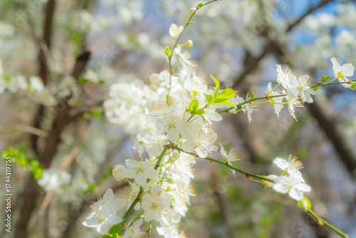 Close-up of tree branches with blooming white flowers. Bright sun and blue sky.