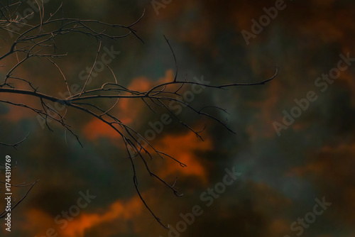 Thin, frightening tree branches against the sunset. Red sky in tense shades. Trees in an atmosphere of fear and sadness.