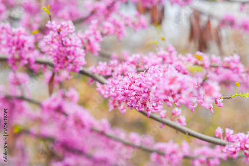 Close up of bright pink flowers on a branch. A tree blooming in spring with beautiful inflorescences. Eastern redbud during flowering.