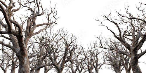 Spooky bare trees against black background, creating a haunting forest silhouette Concept of Halloween, winter, and eerie nature