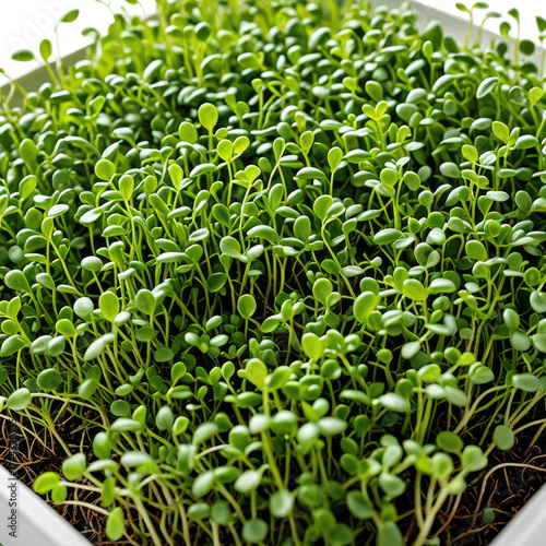 Fresh, vibrant microgreens growing in a white container