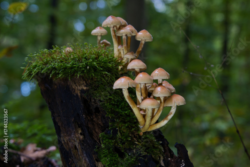 A magical cluster of forest mushrooms glows atop a mossy stump, evoking fairytales, mystery, and nature’s quiet power. Perfect for fantasy, ecology, and enchanted woodland themes.