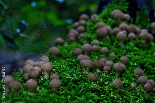 A magical cluster of forest mushrooms glows atop a mossy stump, evoking fairytales, mystery, and nature’s quiet power. Perfect for fantasy, ecology, and enchanted woodland themes.