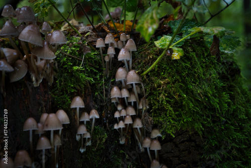 A magical cluster of forest mushrooms glows atop a mossy stump, evoking fairytales, mystery, and nature’s quiet power. Perfect for fantasy, ecology, and enchanted woodland themes.