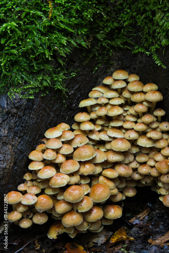 A magical cluster of forest mushrooms glows atop a mossy stump, evoking fairytales, mystery, and nature’s quiet power. Perfect for fantasy, ecology, and enchanted woodland themes.