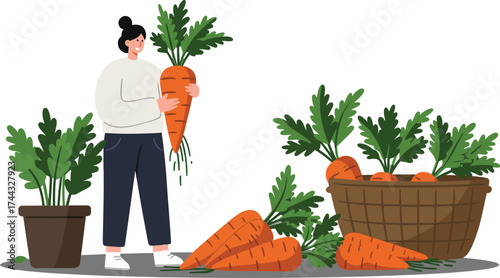 Person harvesting large fresh carrots with basket and potted plants in garden vector illustration 