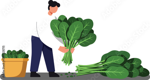 Man holding fresh green spinach leaves with plant pot and spinach pile illustration vector image 