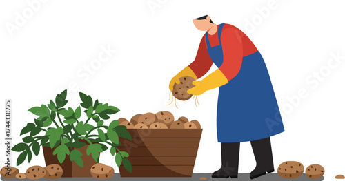 Farmer harvesting potatoes with basket and potato plant in agricultural field vector illustration 