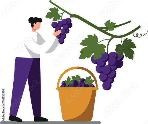 Man harvesting purple grapes from vine and placing in basket vector illustration 
