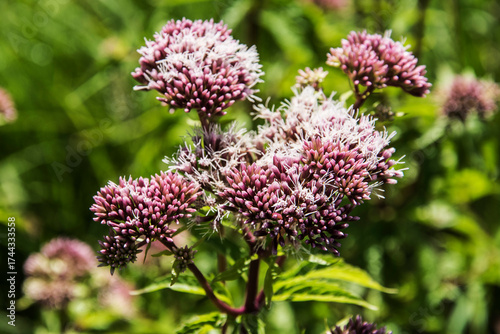 Obraz na plátně close up of a flowering hemp agrimony in the nature area Kruisbergse bos