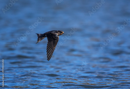 barn swallow bird flying over blue pond with spread wings