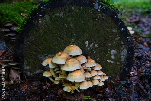 A magical cluster of forest mushrooms glows atop a mossy stump, evoking fairytales, mystery, and nature’s quiet power. Perfect for fantasy, ecology, and enchanted woodland themes.