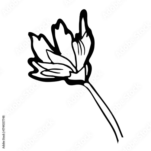 Black and white summer flowers bud of chamomile drawn by hand isolated on white. Design element in freehand style for create greeting card, wedding invitation, package, fliers, fabric, textile.