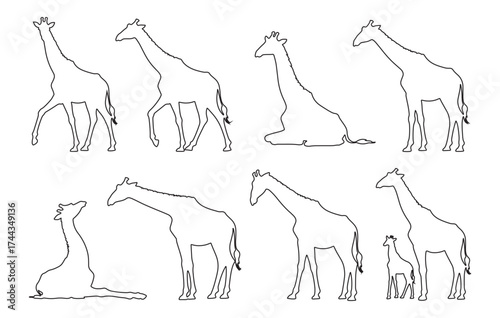 Collection of giraffe poses sketches showing various stances and movements in outline form vector