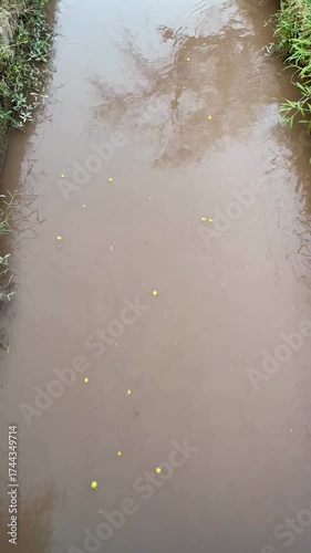 Environmental footage of muddy water stream representing flood or agricultural irrigation flow.