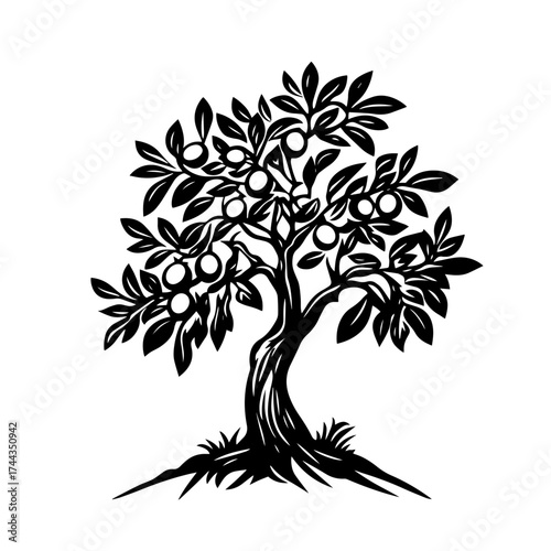 Olive tree silhouette — Mediterranean fruit‑bearing tree with olives branch vector illustration