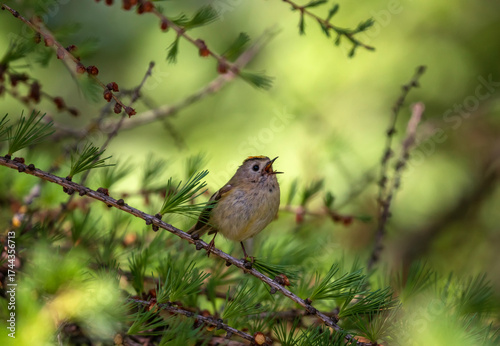 A small goldcrest bird sits on the branches of a larch tree with pine cones i...