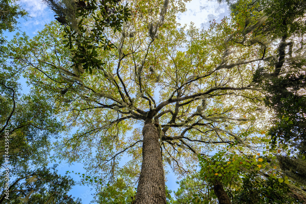 Fototapeta premium Explore the serene beauty of Beaufort, South Carolina, with lush forests and vibrant landscapes