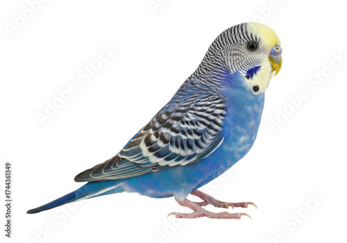 Foto Blue parakeet isolated PNG on transparent background, colorful budgie with black