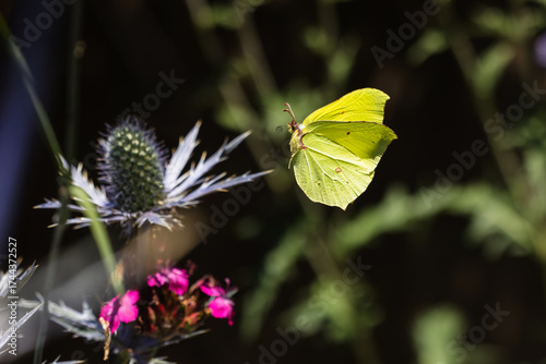 fliegender Zitronenfalter im Garten