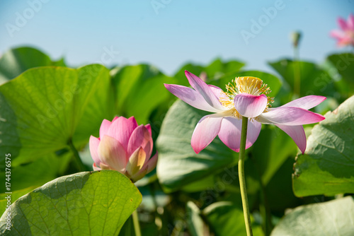 pink lotus flower